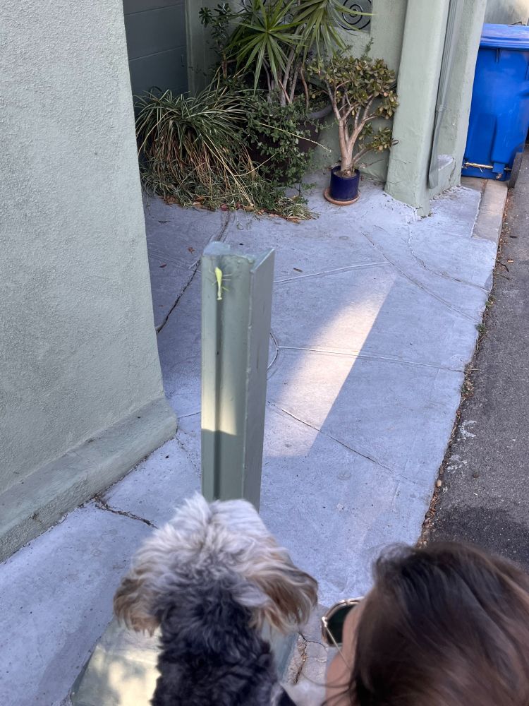 Taki meeting a new friend, a mantis, let's call them Kris