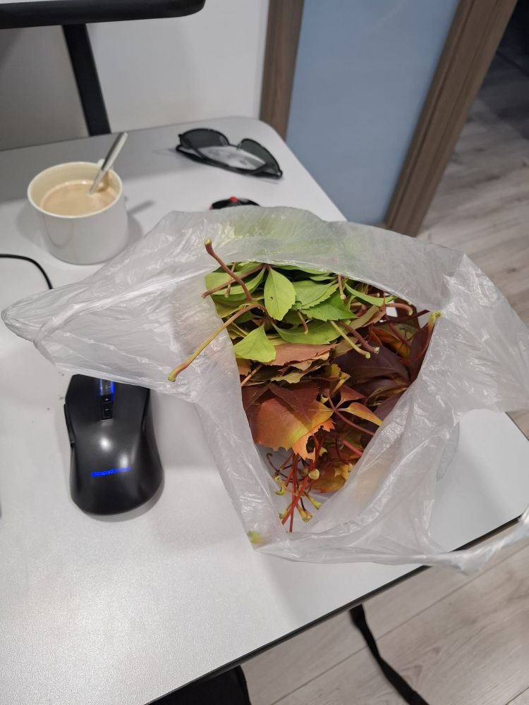 photo of my work desk with a bag full of leaves