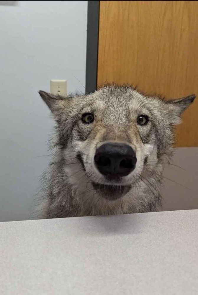 a wolf awkwardly smiling at the camera