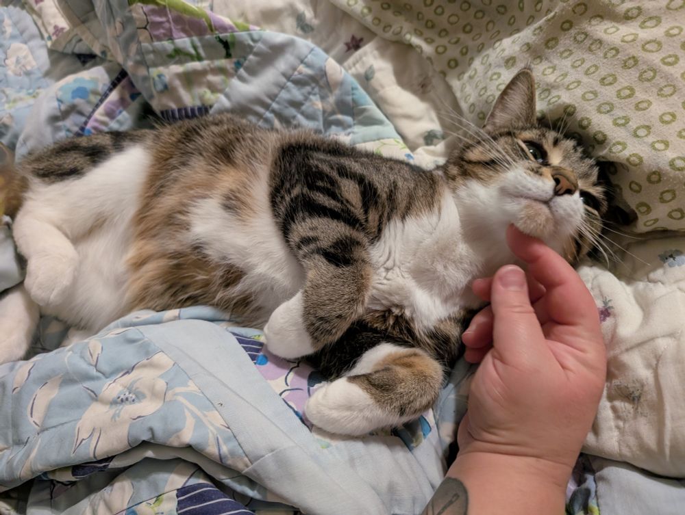 My beautiful baby cat rae sleeping