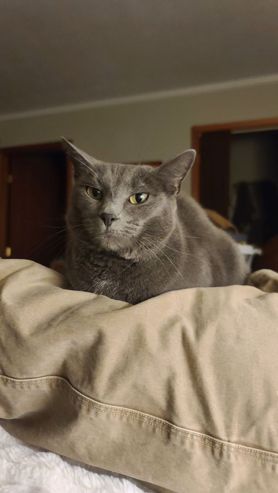 Another gray cat looks down questioningly, perhaps a bit annoyed, or maybe about to sneeze