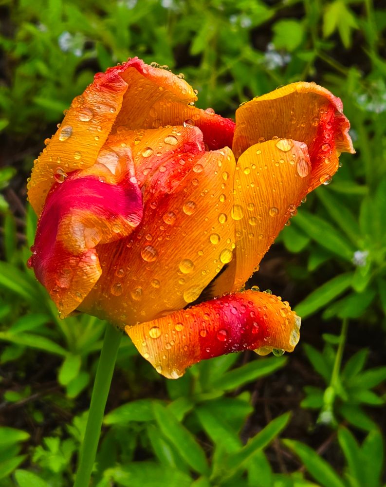 Orange and red tulip with raindrops