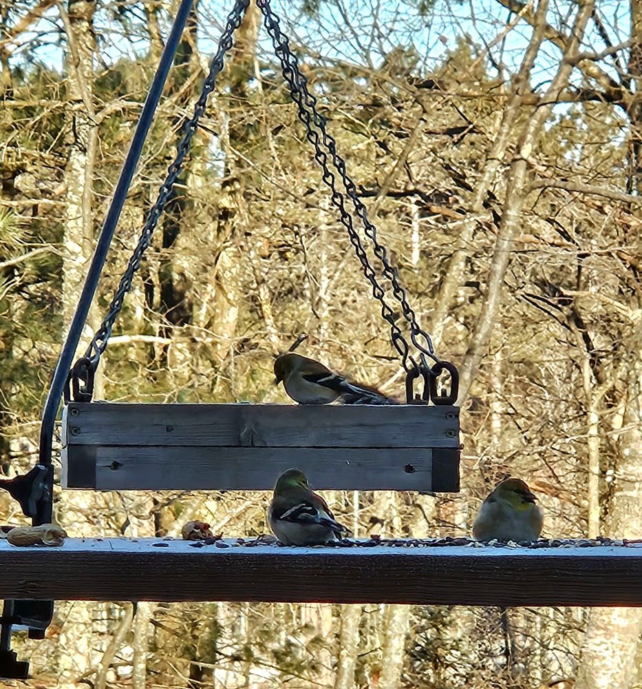 Three American gold finches feeding at a hanging platform feeder.