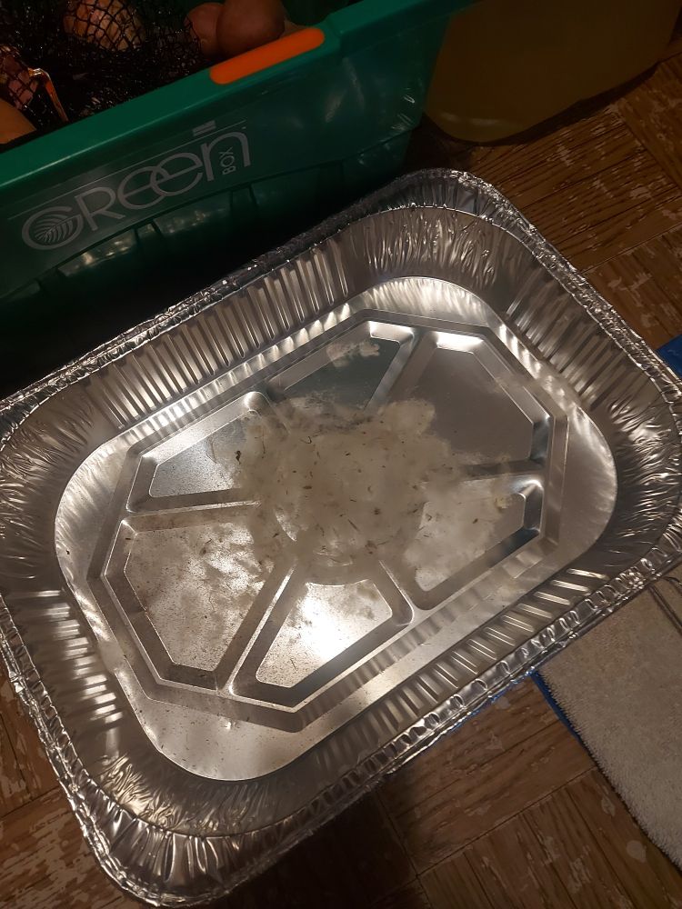 A large foil lasagne pan containing all the plant matter and dust that was distributed throughout the wool before processing it. Some of the wool fibers are there too, but they could not be separated from the debris, so it had to be sacrificed. 