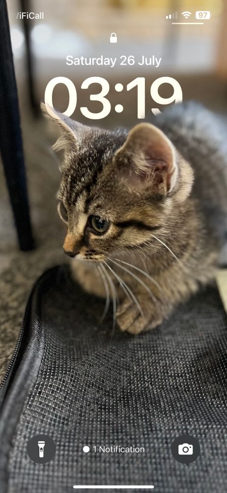 The image is of my lock screen which features one of the first photographs of one of my kittens taken on the day she arrived in our home. This tiny tabby kitten is sitting on the cat carrier which is resting on the arm of my sofa. The time on the lock screen is 3:19 am.