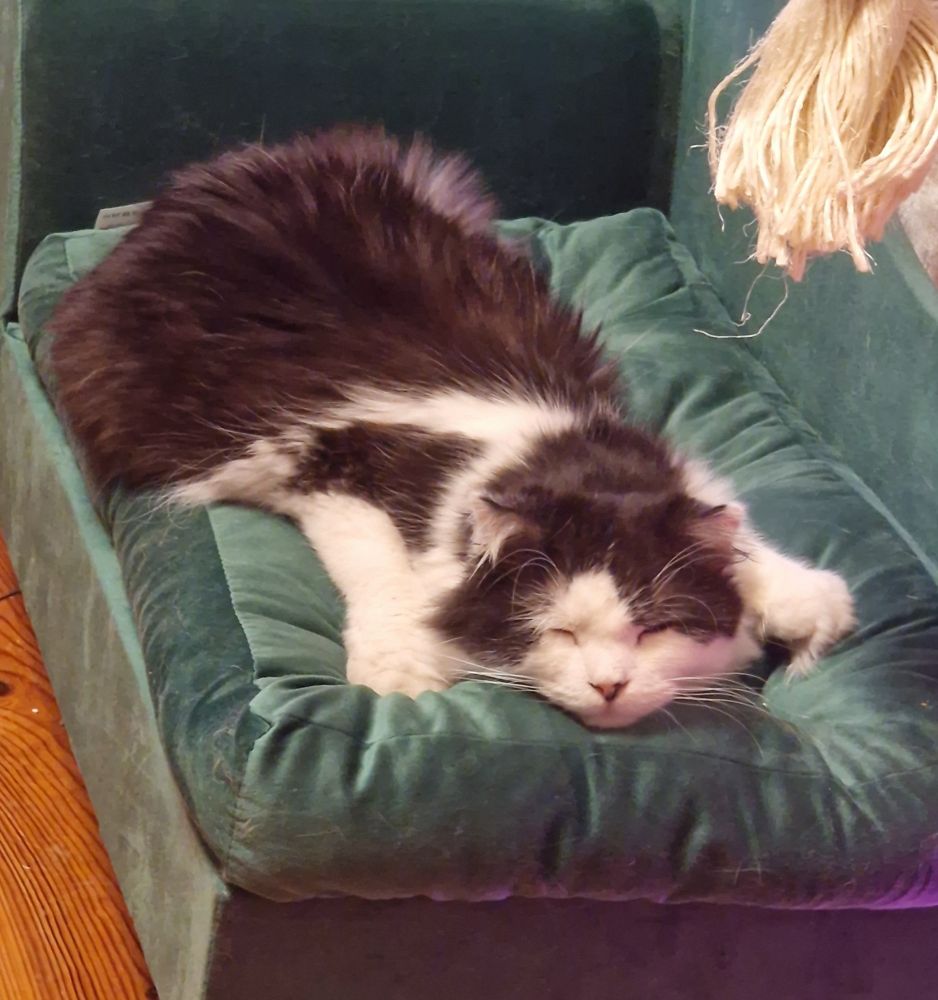 Benny müde auf der kleinen grünen Couch. 