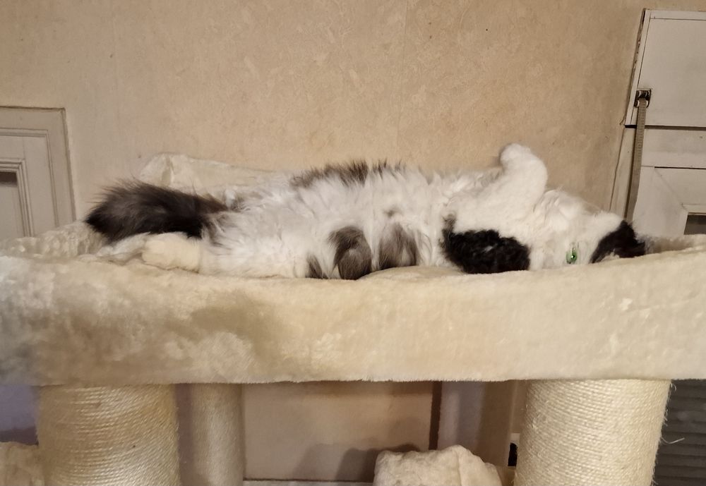 Benny ganz oben auf dem Kratzbaum. 