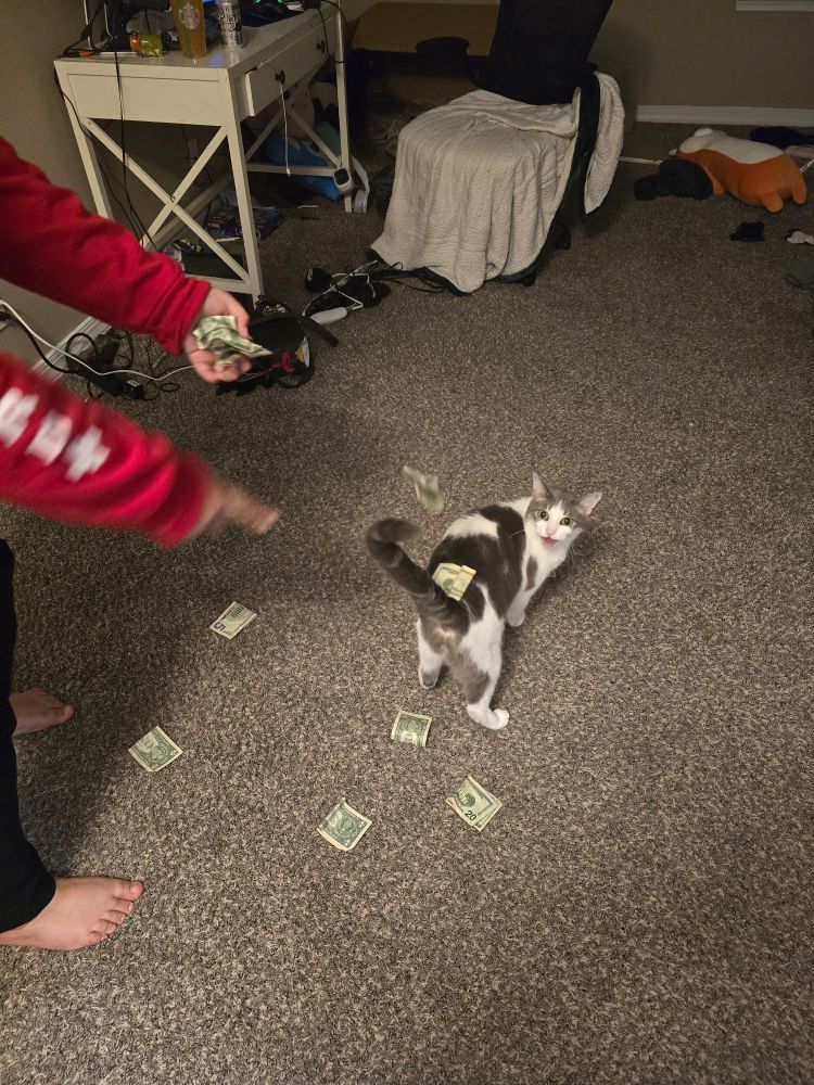 grey and white cat, looking back mid-meow as a dollar bills falls on his back