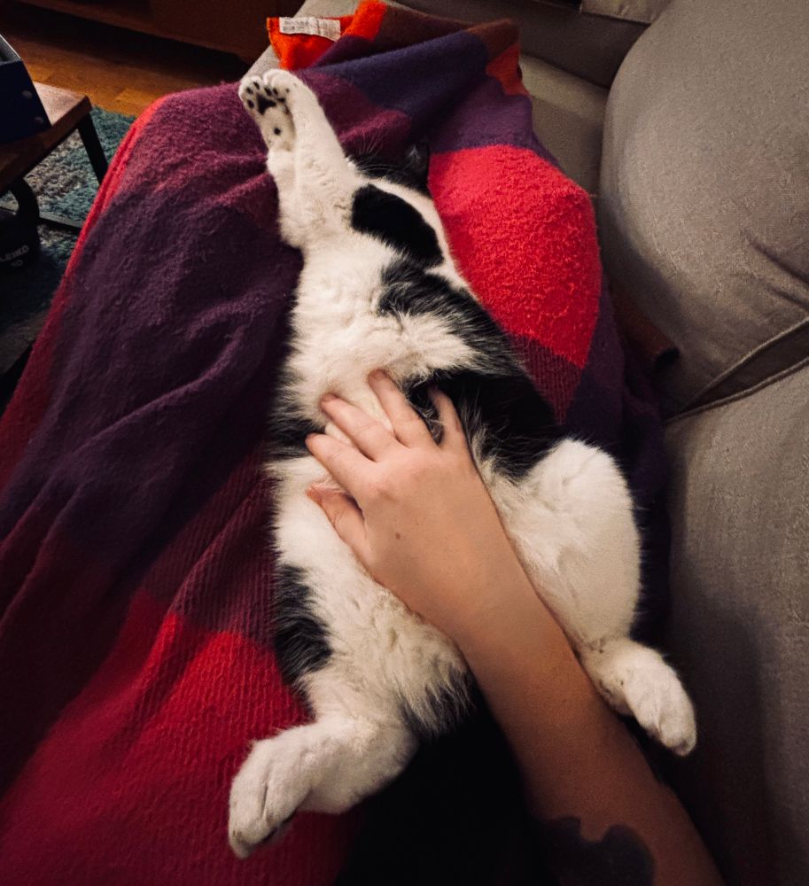 A cat laying in a lap on its back all stretched out. A (human) hand is resting on its fluffy stomach
