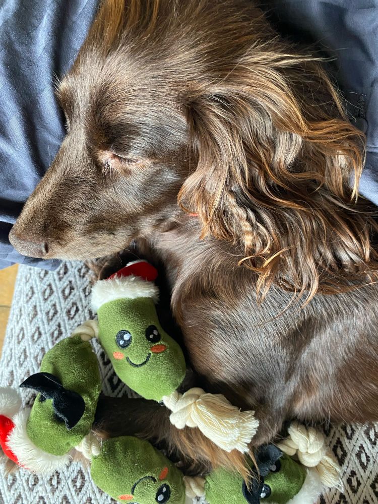 A spaniel sleeping peacefully 