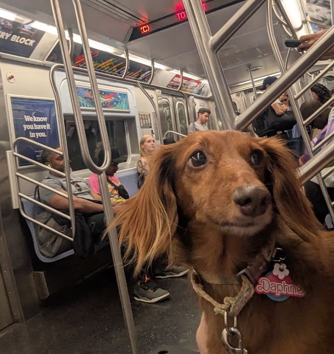 a brown long hair dachshund on a subway car. The pic is taken from selfie angle, so the dog is sort of facing the camera, but she is looking off to the side. There are some people sitting behind her but the subway car is not crowded.