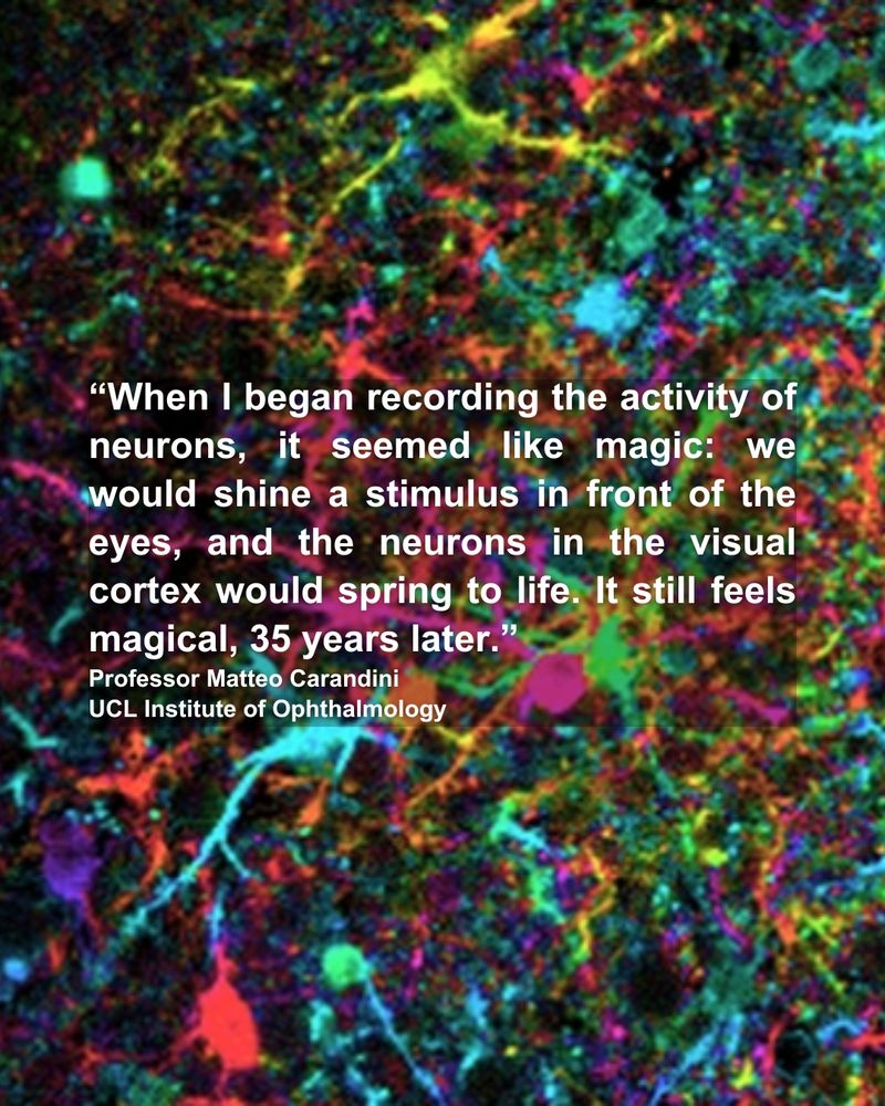 Reads: “When I began recording the activity of neurons, it seemed like magic: we would shine a stimulus in front of the eyes, and the neurons in the visual cortex would spring to life. It still feels magical, 35 years later.”
Professor Matteo Carandini
UCL Institute of Ophthalmology

