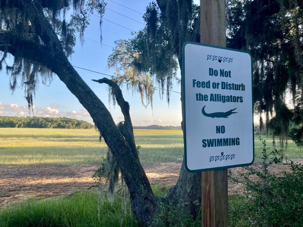 Sign in front of a tidal marsh reading “do not feed or disturb alligators. No swimming”
