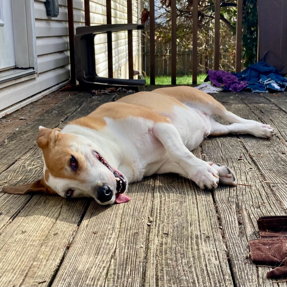 A basset mix lying on a wooden deck.