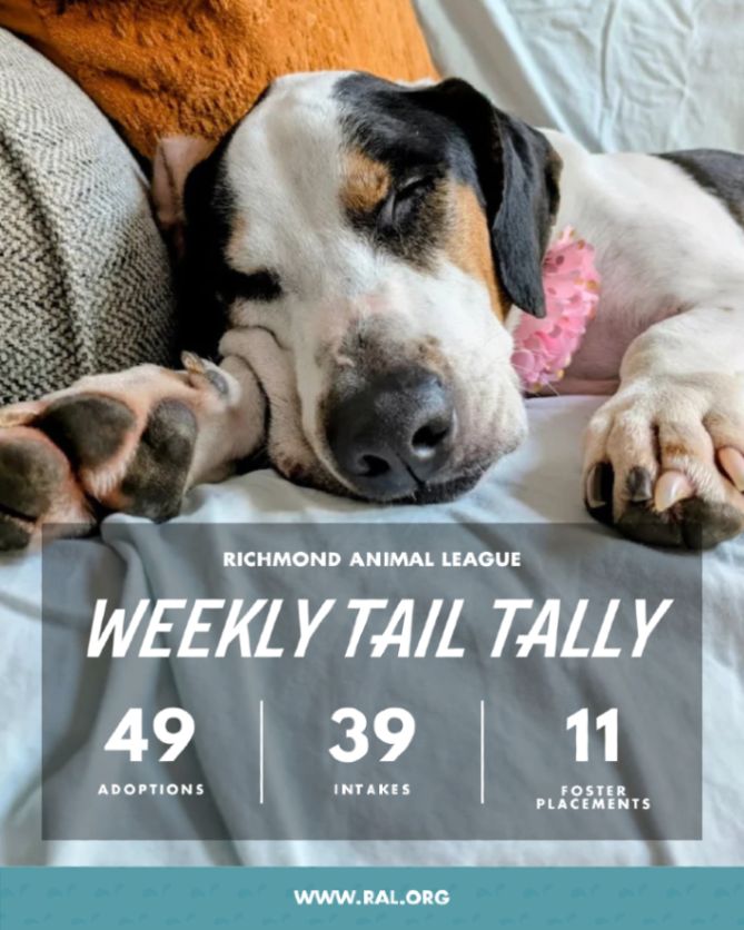 Sleeping dog on a couch with "Richmond Animal League Weekly Tail Tally: 49 adoptions, 39 intakes, 11 foster placements."