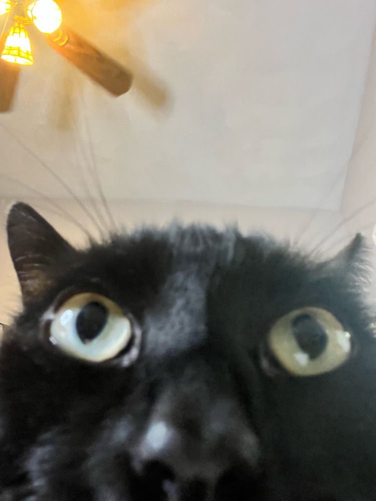 A close up photo of a black cat’s face 