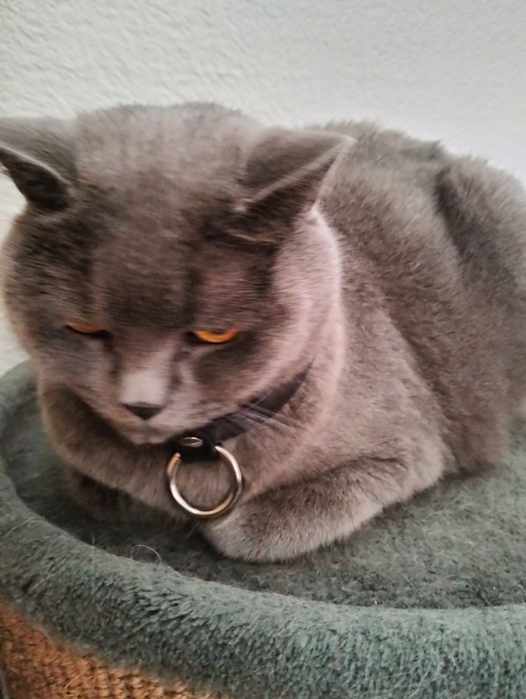 Graue Katze, sitzend mit bösem Blick nach unten mit ein Lederhalsband mit O Ring