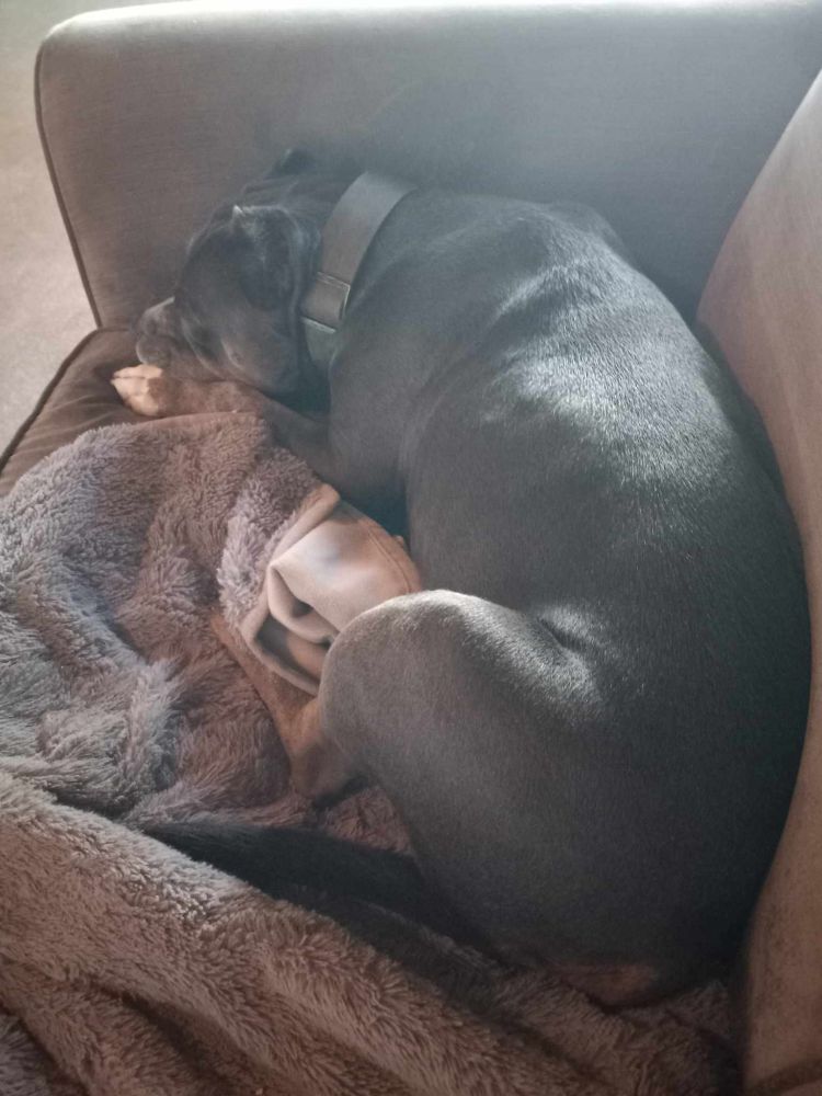 A medium-sized brown pit bull curled up on a blanket on a couch.