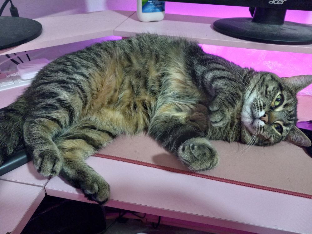 A tabby cat lying on her side on a pink desk between a computer mouse and keyboard. Her extra fluffy belly is facing the camera.