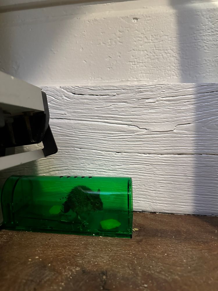A photo of a very small mouse inside a green translucent trap