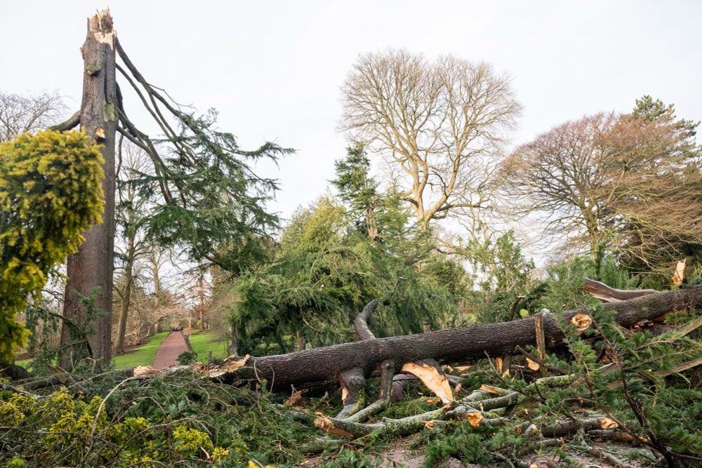 A photo showing the impact of Storm Eowyn at the Royal Botanic Garden Edinburgh, with a a broken tree trunk in the background and fallen branches and debris on the ground in the foreground. 