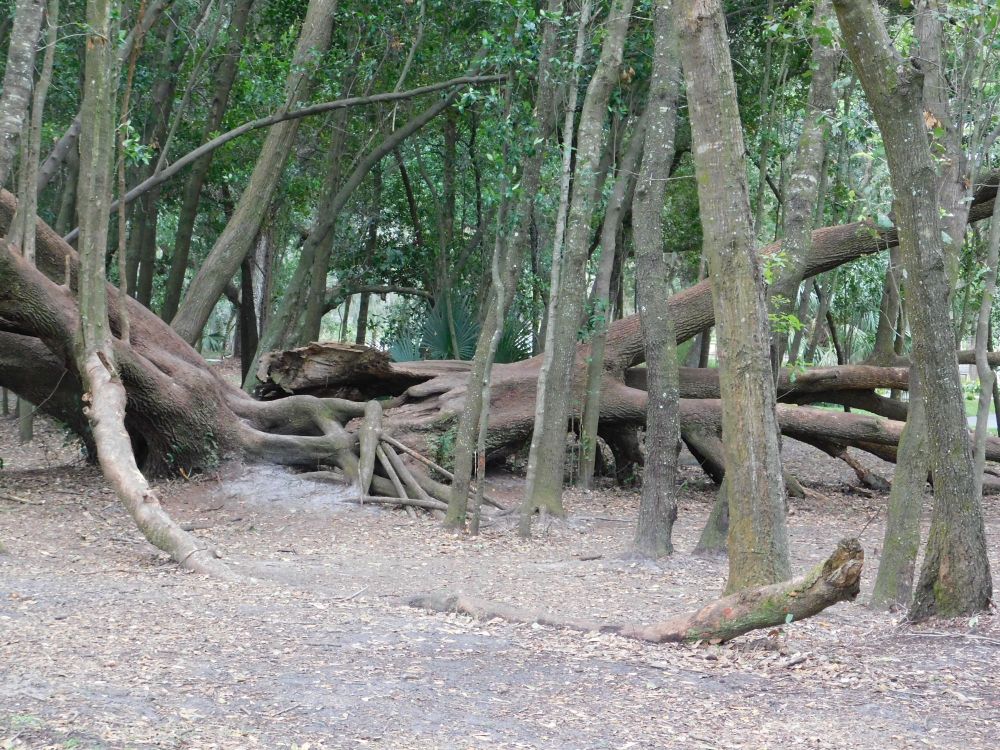 Trees just demonstrating that they make their own rules.