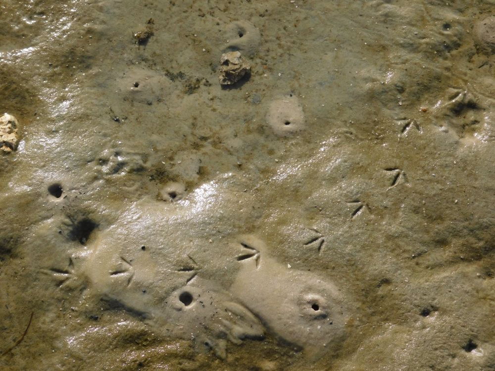 Bird tracks on the beach.
