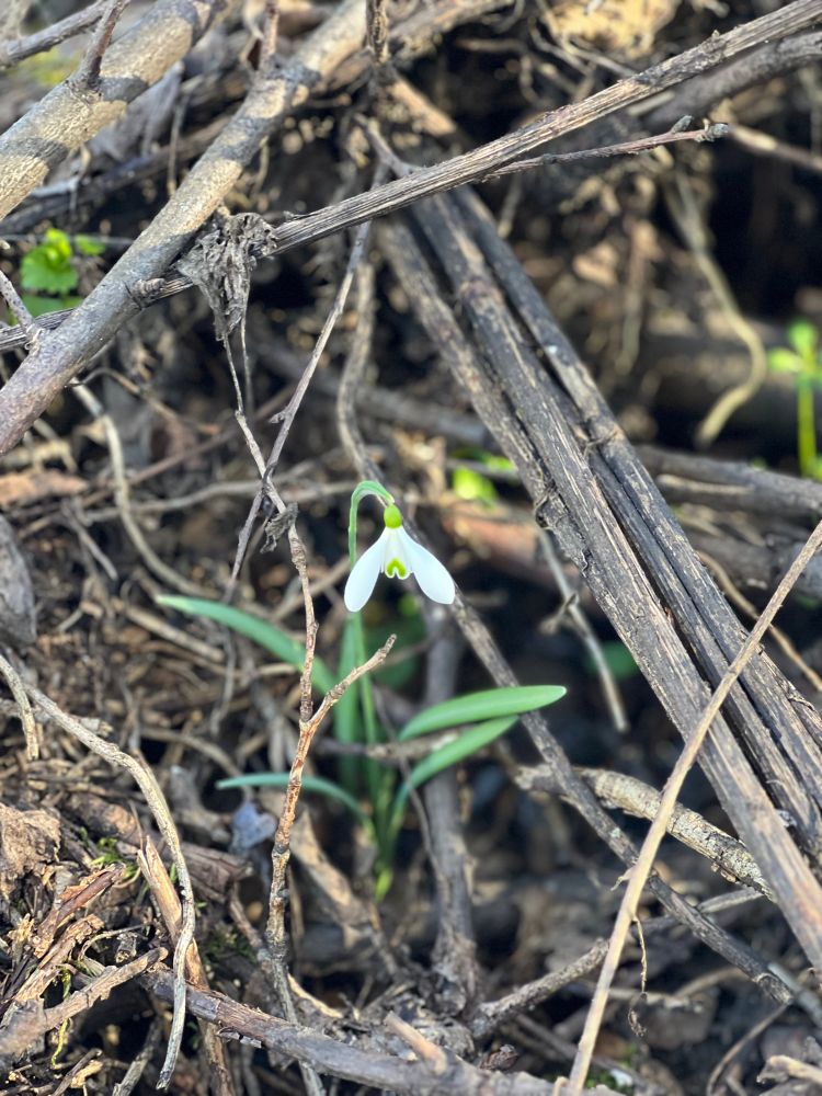 Einzelnes Schneeglöckchen 