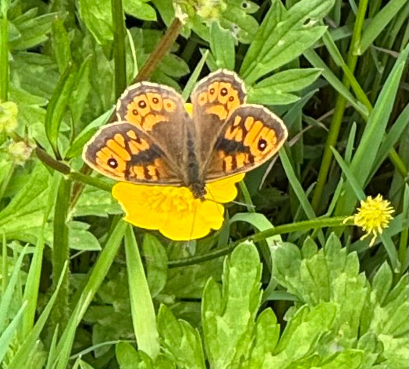 Butterfly with largely orange wings, with brown striations/marbling and white spots- basking in the sunshine on the brightest yellow buttercup flower
