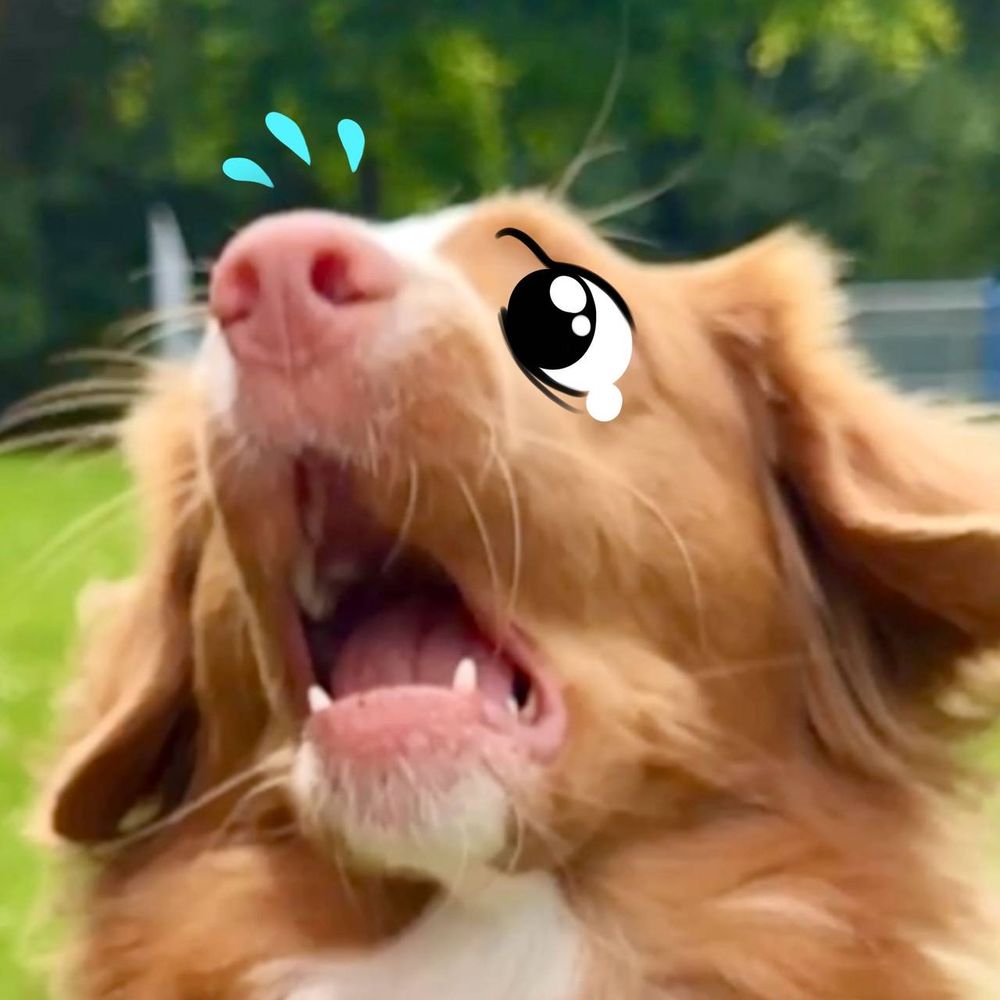 Duck toller with face drawn on