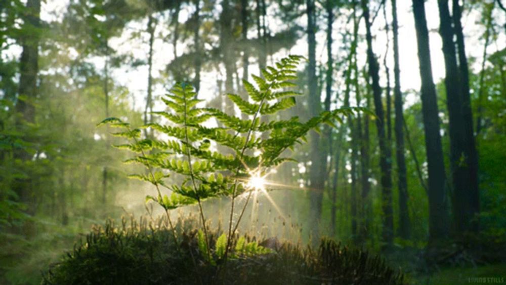 the sun is shining through the trees and a fern is in the foreground