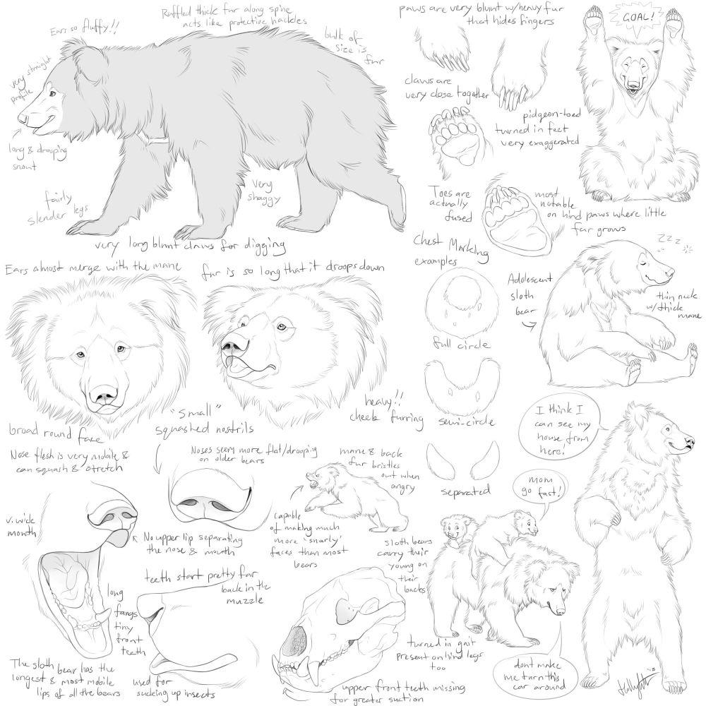 anatomy sketches and notes about sloth bears