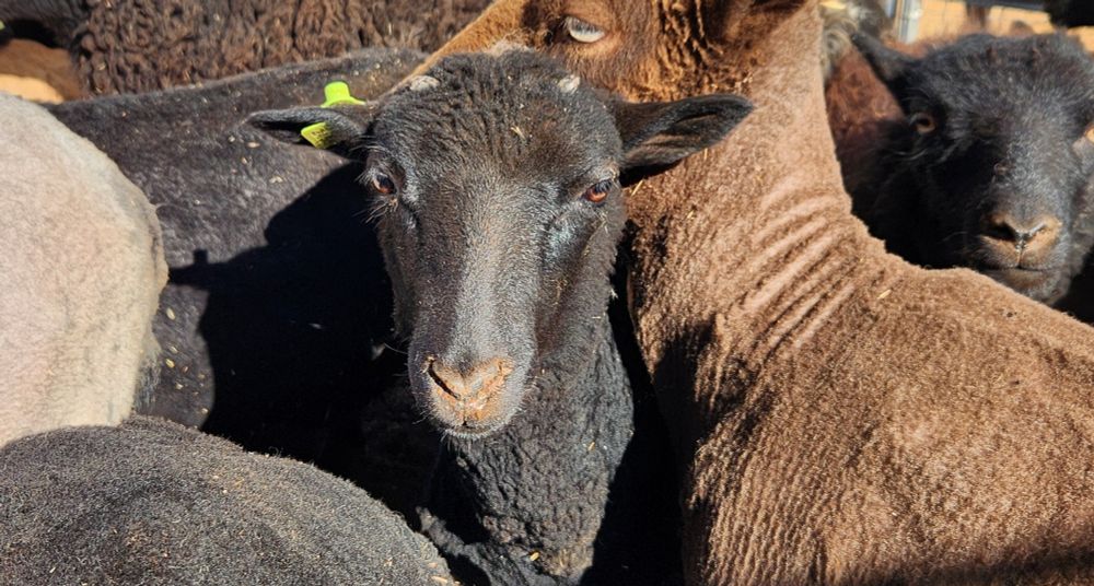 A black sheep's face is foregrounded against a batch of other black and brown sheep