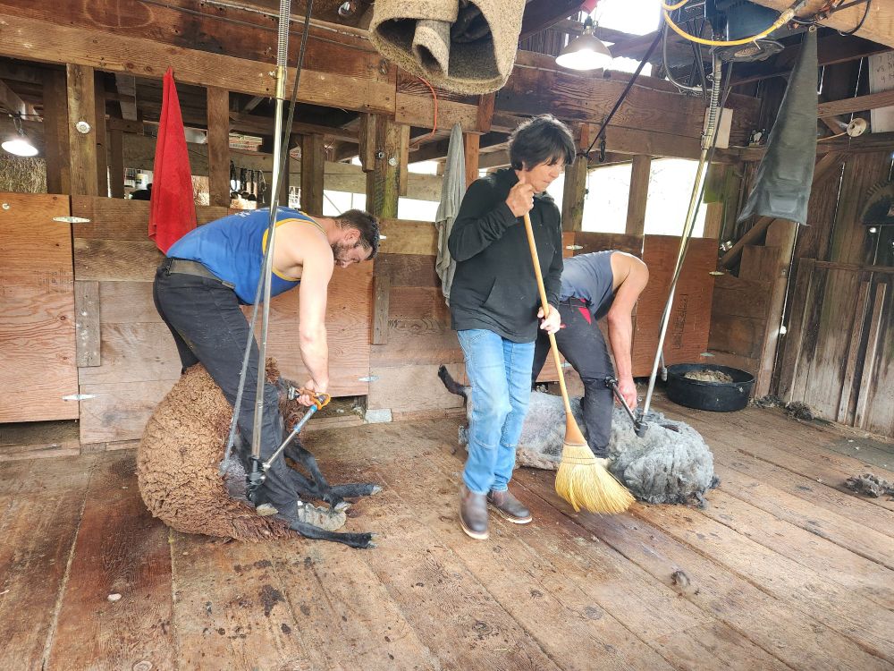 The professional shearers at work shearing the wool from the sheep, while the rancher sweeps around them.