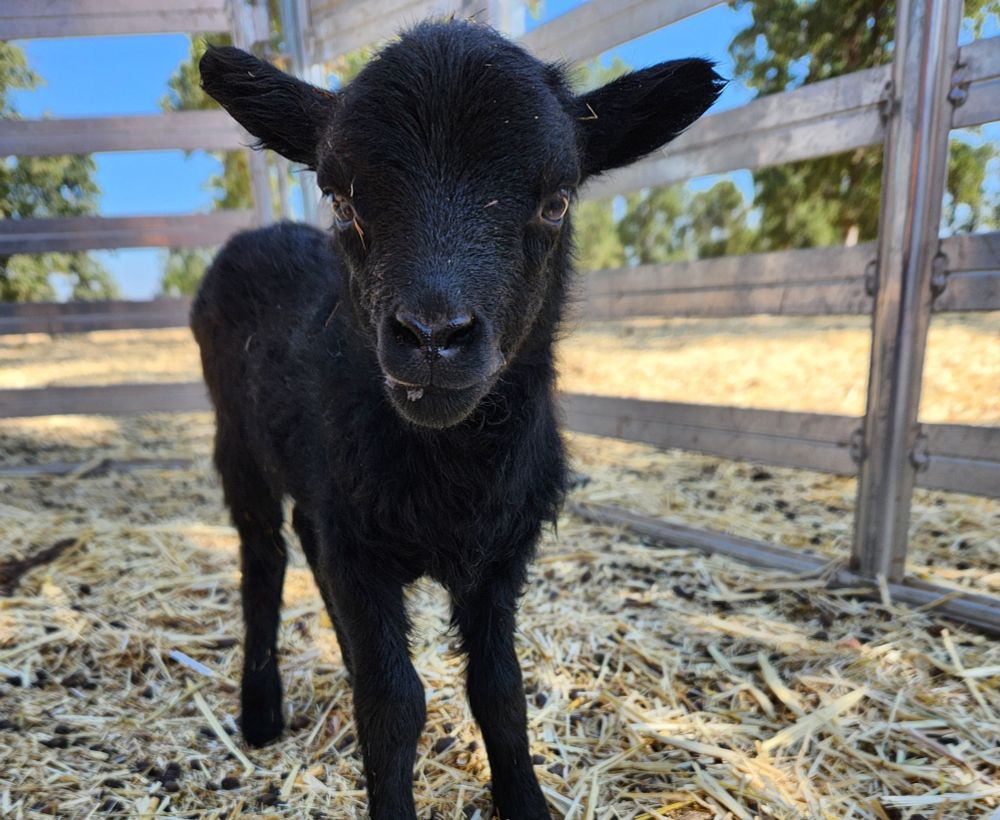 A tiny baby black lamb looks deeply into your soul.