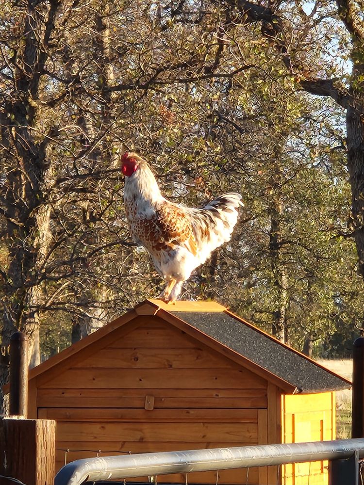 A rooster with gold, white, and grey feathers stands on top of a light brown wooden coop, oak trees in the background.