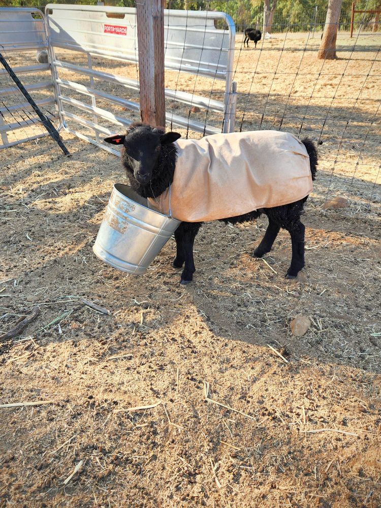 A small black lamb wearing a white coat stands facing the camera with an innocent expression on his face and a metal bucket around his neck. The morning is warm and sunlight falls in long strips.
