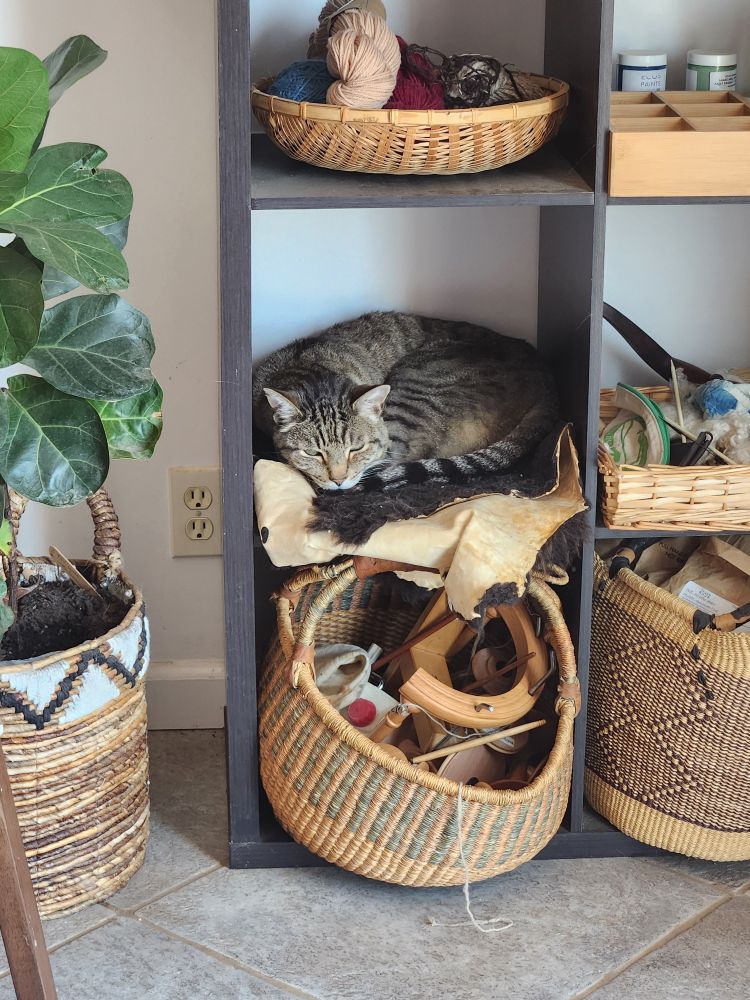 A grey striped tabby cat sits curled up on a sheepskin in a cubby shelf. To his right is a ficus tree, below him an African style woven basket full of spinning tools, above him is a shallow woven basket full of yarn.