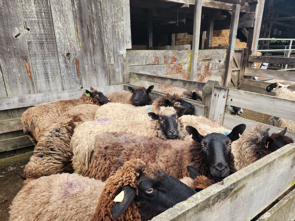 Some of the sheep from the flock in Humboldt County, CA that grew the wool - Perendale breed sheep with clean black faces and fluffy brown bodies.
