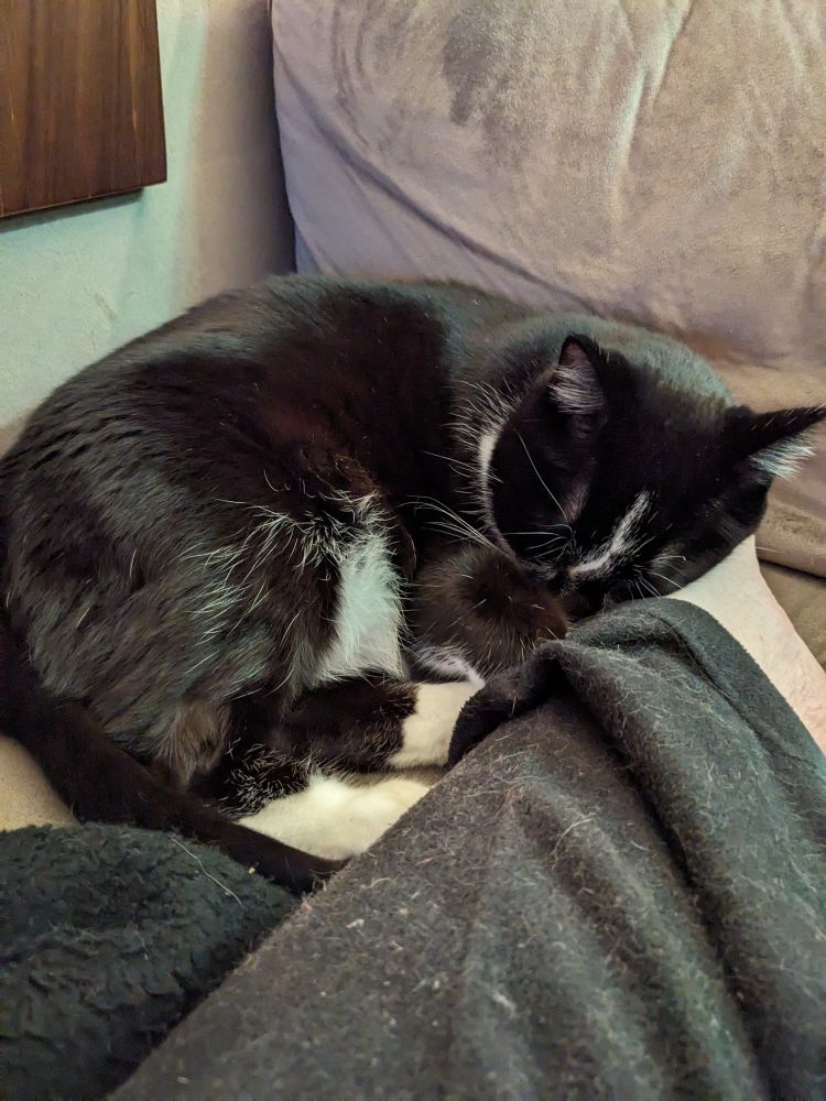 A black and white cat is curled up on the couch in the corner between the back and the arm rest l. His cute little face is using my foot for a pillow. My foot has disappeared under his kitty softness. There is no escaping the sleeping, vibrating cat.