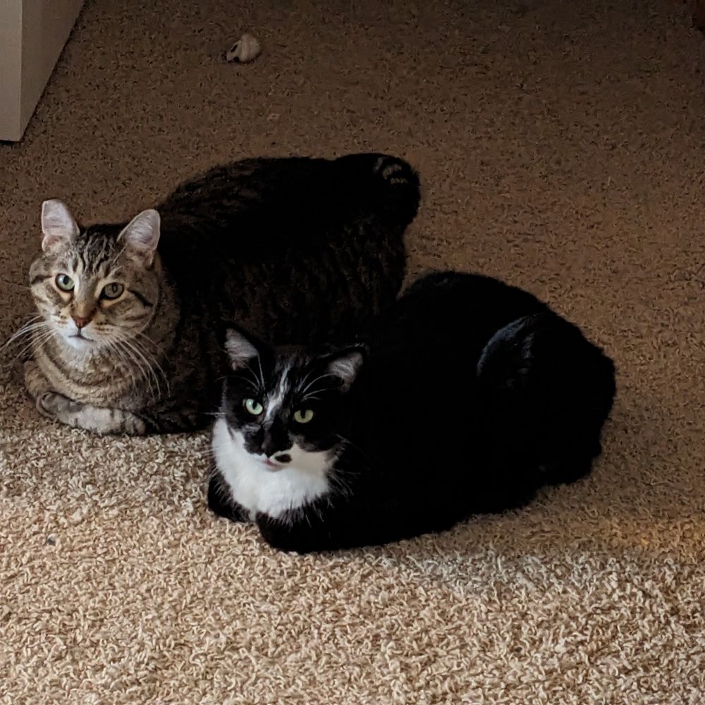 Two cats sit side by side on gray carpet. In front is a black and white tuxedo cat. Next to him is a larger striped tabby. Both have their legs folded under them in classic cat loaf position. They are looking up at the camera with nearly identical expressions. If I had to guess, they're thinking "what, we can't even just sit here now without you taking a picture?!"