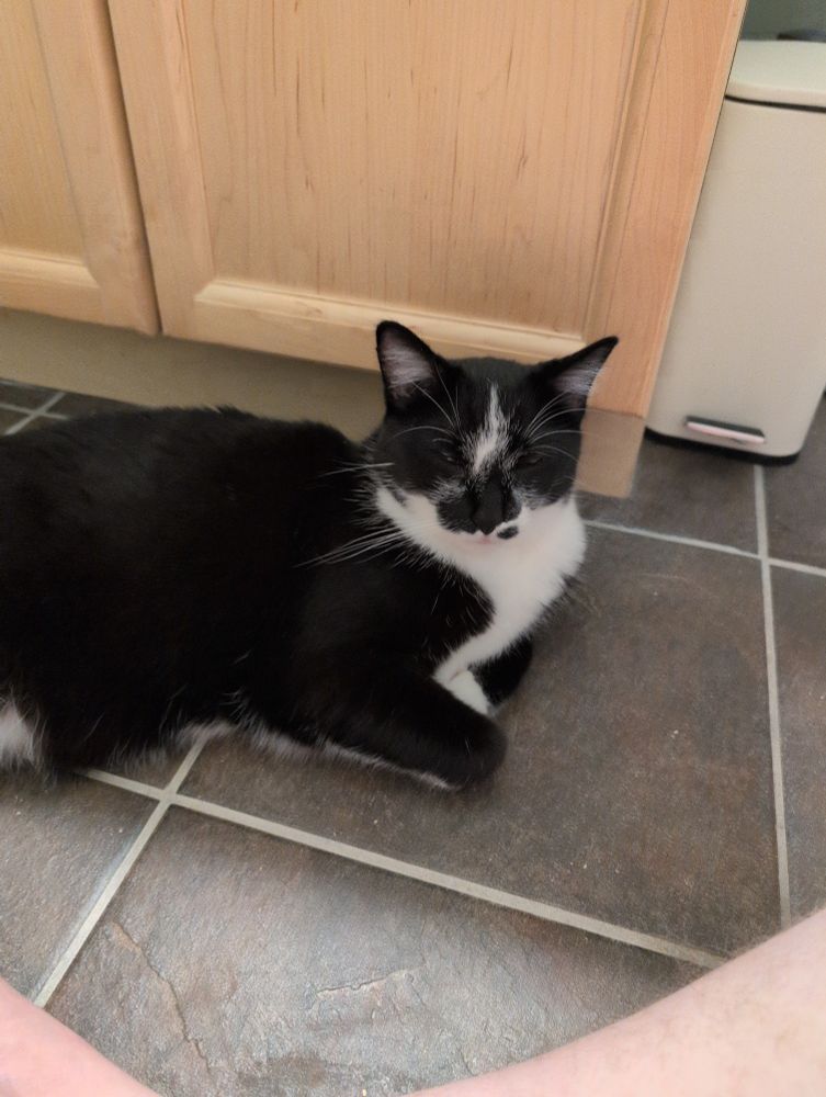 A black and white tuxedo cat lying on a tile floor against a counter. His expression is grouchy 