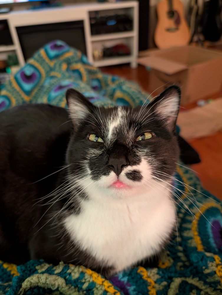 Black and white tuxedo cat looking very derpy with squinty eyes sitting on a brightly colored crocheted blanket