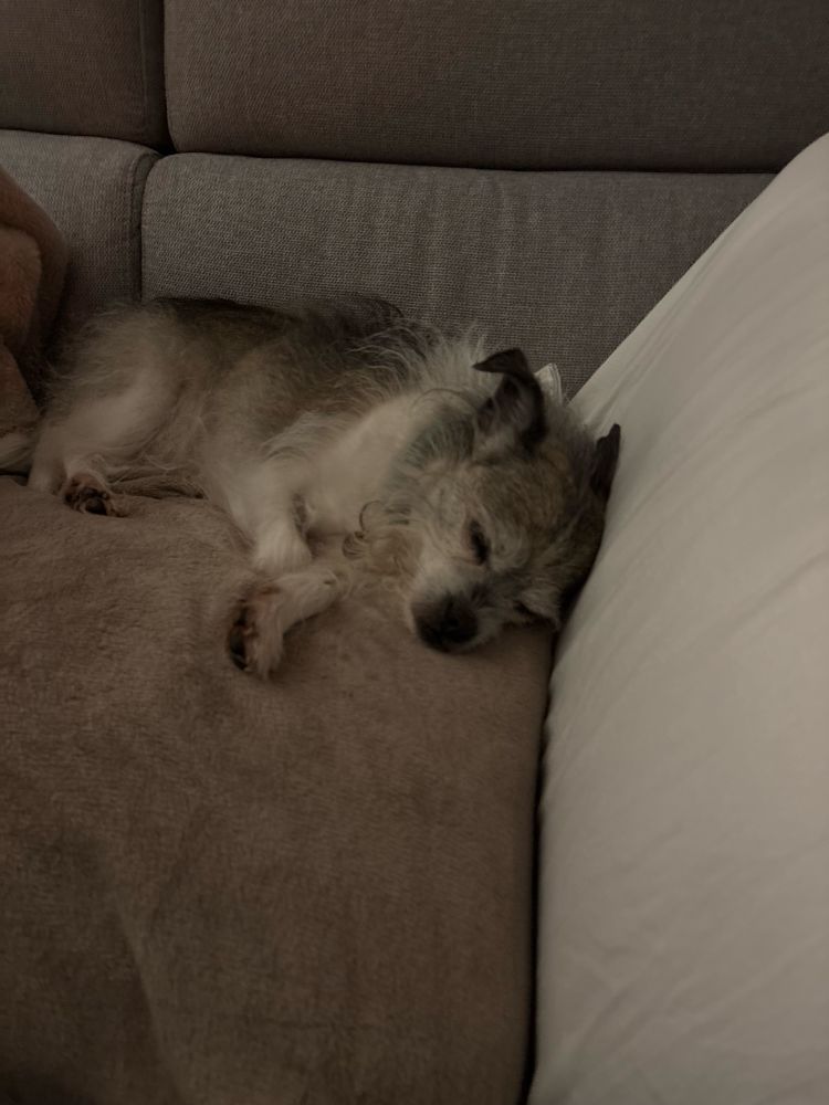 Barkley passed the fuck out on the couch