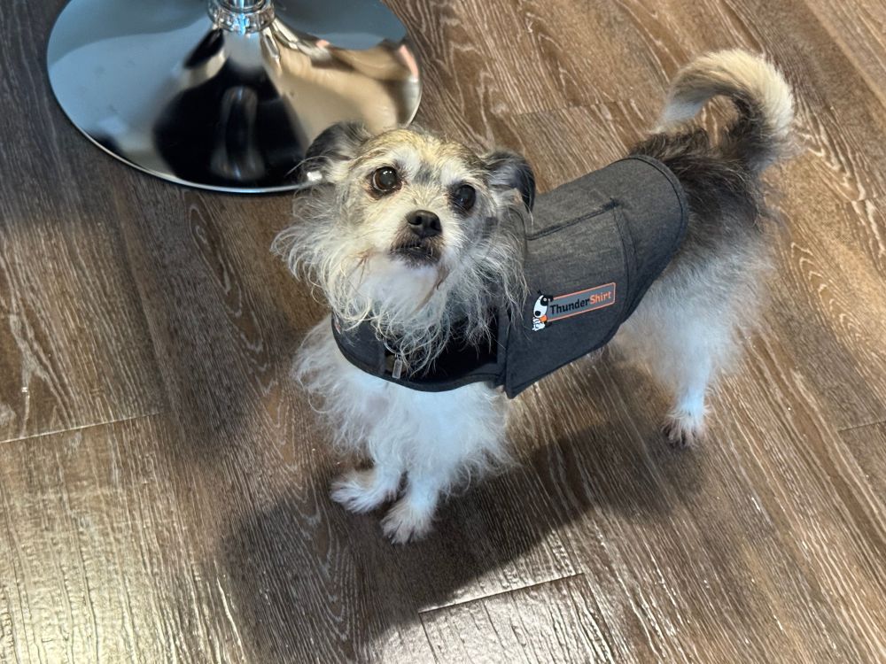 Barkley in his thunder shirt!