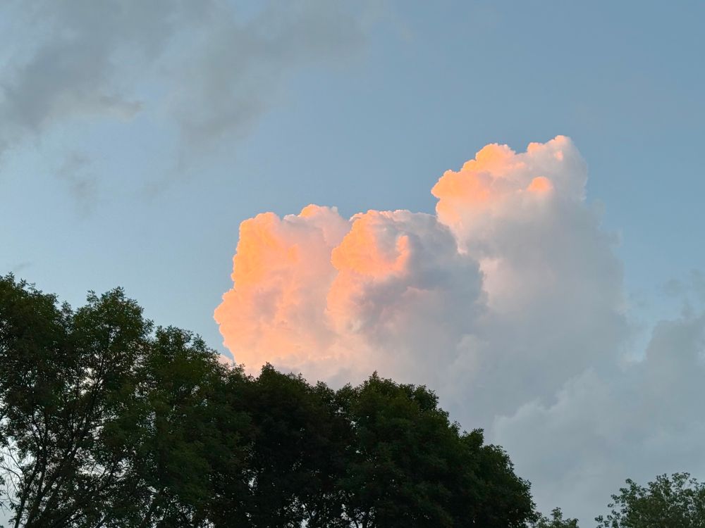 Golden hour clouds against an evening blue sky.  Ash trees in the foreground. 