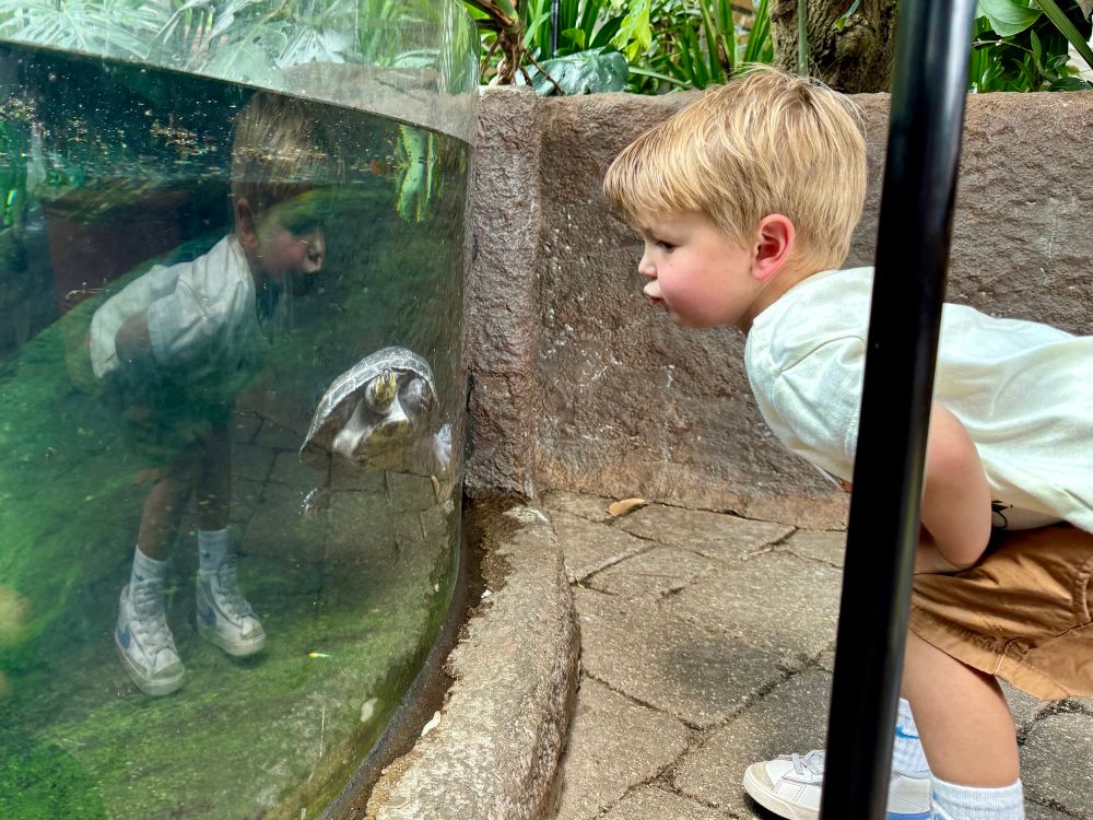 A boy making kissy faces at a turtle swimming by, the boys reflection is in the glass behind the turtle as well. 