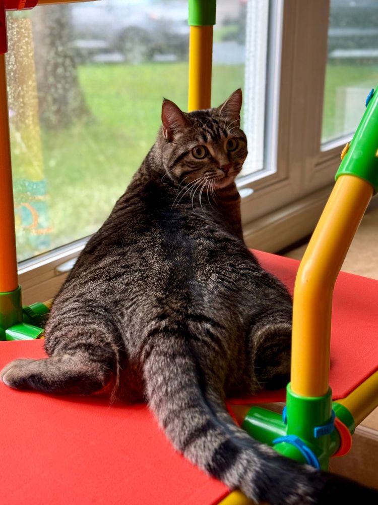 Tabby cat splayed out on a Tube-Lox, looking back over her shoulder in front of a window. 