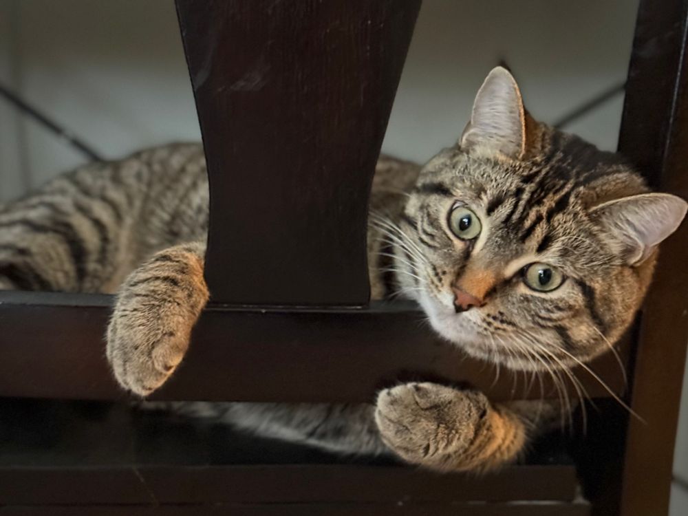 A tabby cat hugging the back of a dark wooden chair. 