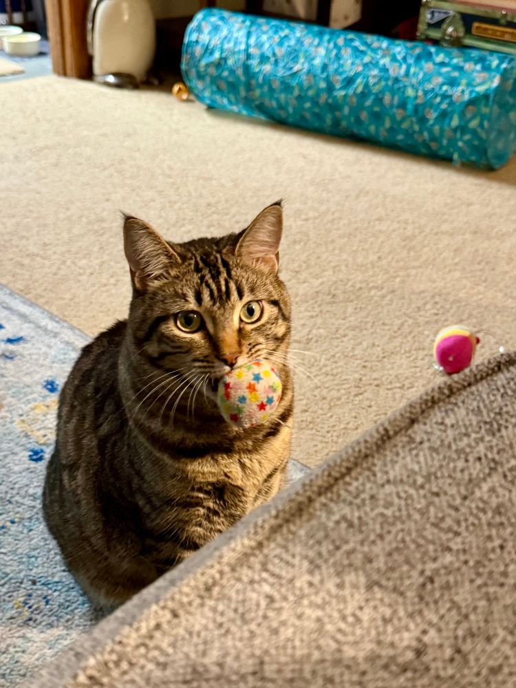 A tabby cat holding a star-covered soft toy. 